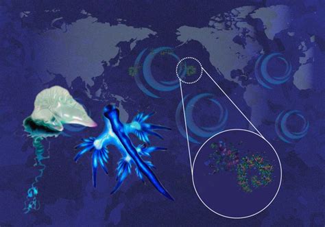 Infographic Neuston Drift Atop The World S Oceans TS Digest The