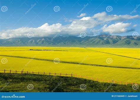 Scenery Of Tibetan Plateau Stock Image Image Of Field 21160449