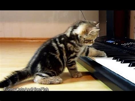 Cute Kittens Musicians Playing Piano Youtube