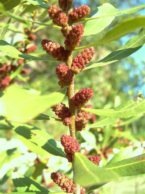 Myrica Cerifera Waxmyrtle Native Bayberry Wild Tree Bonsai Shrub Seed