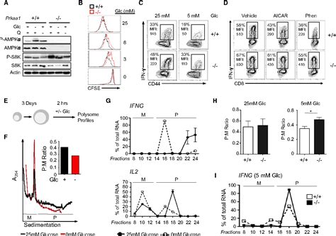 Figure 1 From The Energy Sensor AMPK Regulates T Cell Metabolic