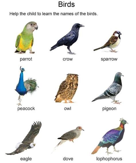 Pin By Nancy Lawrence On English Vocabulary Words In 2024 Animal