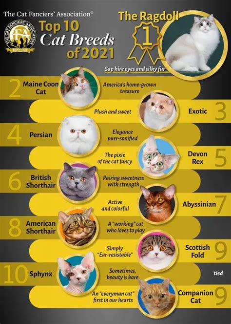 CFA spotlights 10 most popular feline breeds worldwide American ...