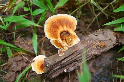 Pycnoporus Cinnabarinus Setas Silvestres Que Crecen En Madera Muerta En