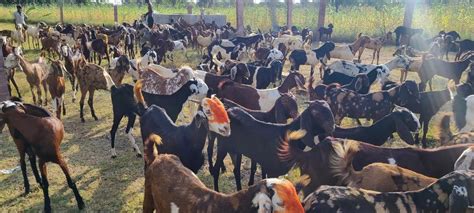 Kishngarh Brown Sirohi Female Goat Milk Weight 45 55 At Rs 220kg In