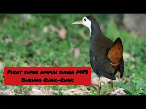 Suara Tunggal Pikat Burung Ruak Ruak Super Ampuh Youtube