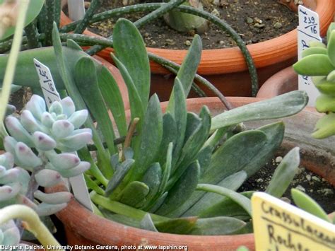 Succulent Atlas - Peter Lapshin