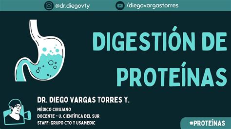 Digestión de Proteínas Explicación completa Dr Diego VTY YouTube