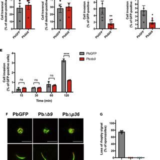 Sporozoites Require B For Productive Invasion Of Host Cells A And B