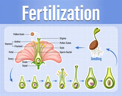 Diagram of pollination of flowering plants 6981204 Vector Art at Vecteezy