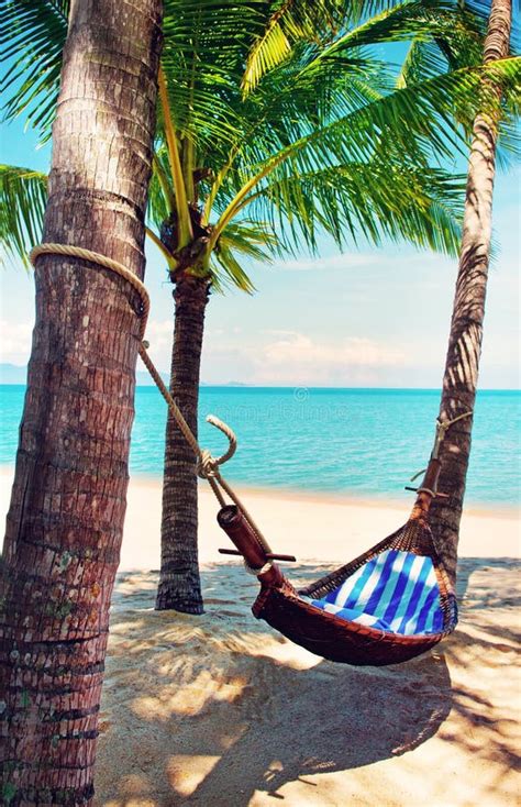 Beautiful Beach Hammock Between Two Palm Trees On The Beach Stock