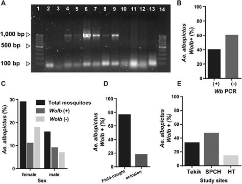 Detection of Wolbachia infection in field-caught adult Aedes albopictus ...