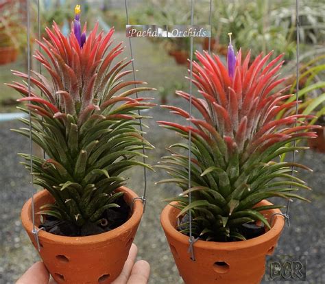 Bromeliads In Australia Tillandsia Ionantha Ionantha Tillandsia Tillandsia Air Plant