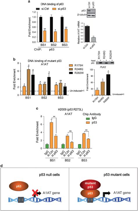 Mutant P Regulates A At Gene Expression Through P A H P