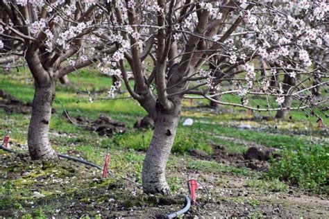 How To Plant Grow And Care For Almond Trees Almond Tree Plants Tree