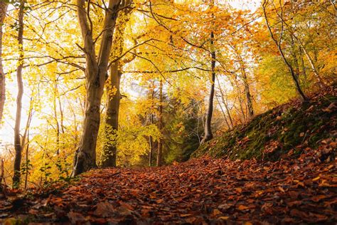 30k+ Autumn Forest Pictures | Download Free Images on Unsplash