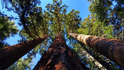 Fotos Gratis árbol Naturaleza Bosque Desierto Planta Sendero Hoja Selva Otoño Parque