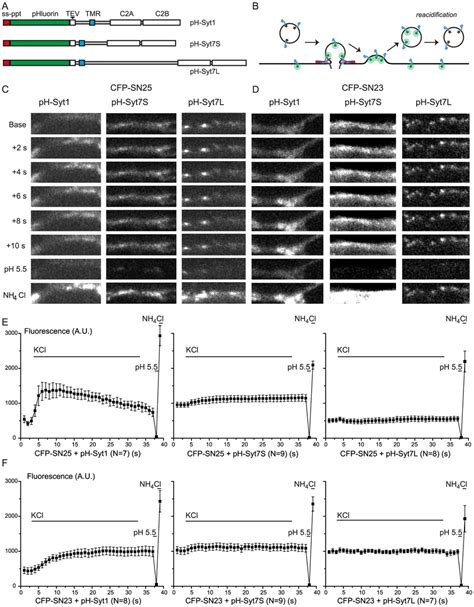 Vesicles Fusing Asynchronously In The Presence Of SNAP 23 Carry