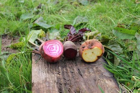 The Best Beet Varieties To Grow Sweet Colorful And Nutritious