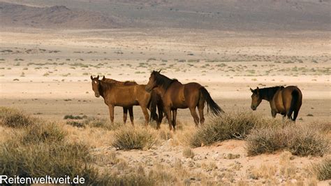 The Wild Horses of Namibia - Namib Desert Horses - Horseback Riding ...