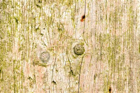 Texture legno muro può essere utilizzato come sfondo struttura in