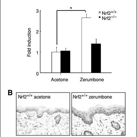 Nrf Is Required For Zerumbone Induced Induction Of Ho Expression In