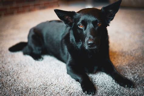 34 Adorable Corgi Mixes That Will Make You Go Aw