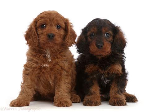 Dogs: Cavapoo puppies, 7 weeks old photo WP45003