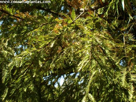 Taxodium Mucronatum Cipr S Mexicano O Ahuehuete Cuidados