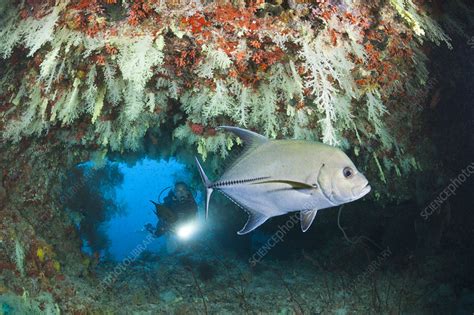 Scuba Diver Exploring Overhang Stock Image C0469448 Science