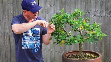 Oak Bonsai Tree