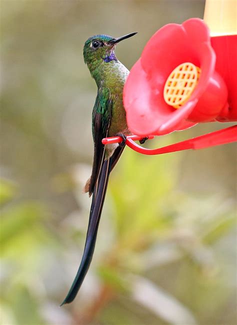 Hummingbirds Neotropical Rainforest