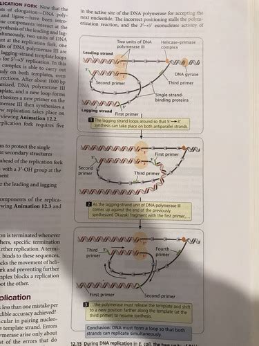 Chapter 12 Dna Replication Flashcards Quizlet