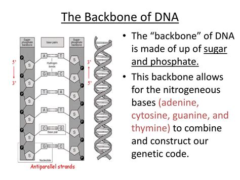 Ppt 1953 The Structure Of The Dna Molecule Is First Described