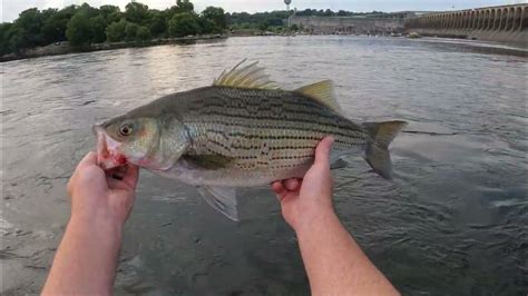 Smallmouth Crush On Pickwick Youtube