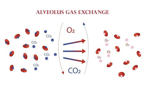 Premium Vector Oxygen And Carbon Dioxide Exchange Scheme In Alveoli