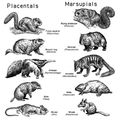 Animal Evolution Examples