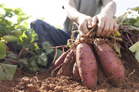 C Mo Cultivar Patatas En Casa Huerto O Maceta Muy F Cil