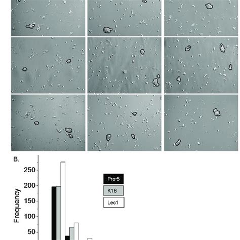 type   glycan influences cell cell adhesion microscopy images