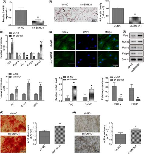 Silencing Lncrna Snhg1 Suppresses Bmsc Adipogenic Differentiation But