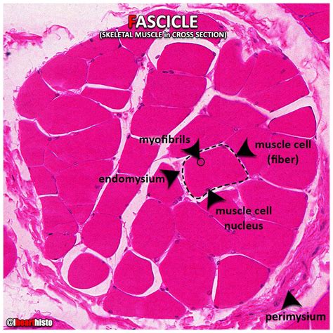 Skeletal Muscle Histology Labeled