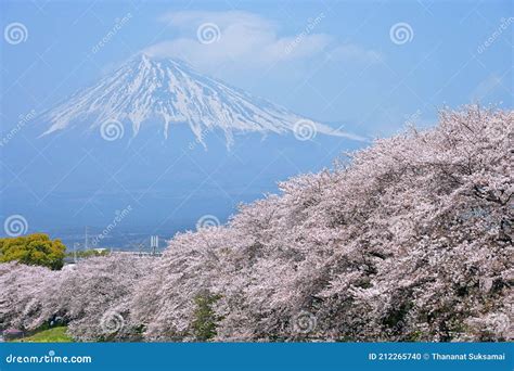 Fuji Mountain and Cherry Blossom Blooming. Stock Photo - Image of native, leaf: 212265740