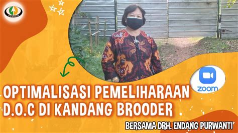 TIPS OPTIMALISASI PEMELIHARAAN D O C DI KANDANG BROODER YouTube