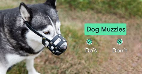 Dog Muzzles Basics A Guide On The Dos And Donts Of Muzzles