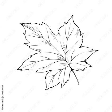 Maple tree leaf hand drawn vector illustration. Thanksgiving day ...