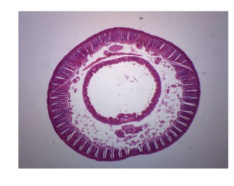 Earthworm Composite Cross Section Prepared Microscope Slide