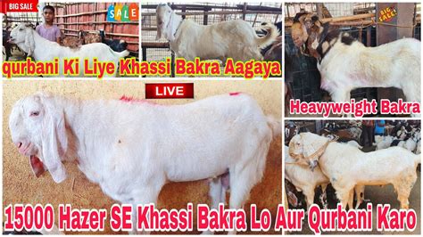 Deonar Bakra Mandi Latest Update Hazer Khassi Bakra Lo