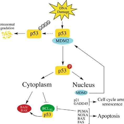 3 Dna Damage Induced P53 Promotes Apoptosis In A Download