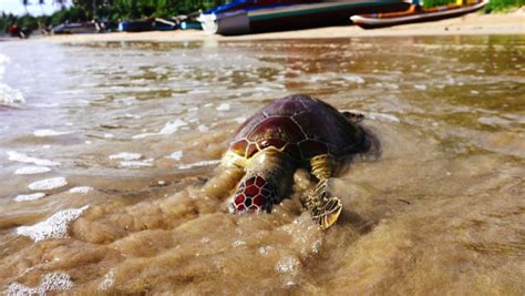 251 Leatherback turtle sea Stock Video Footage - 4K and HD Video Clips ...