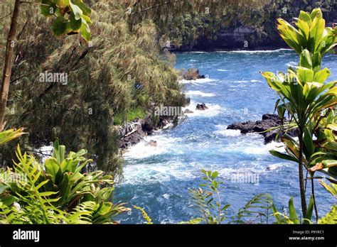 Peeking Through Pine And Yucca Trees And Ferns To The Pacific Ocean At